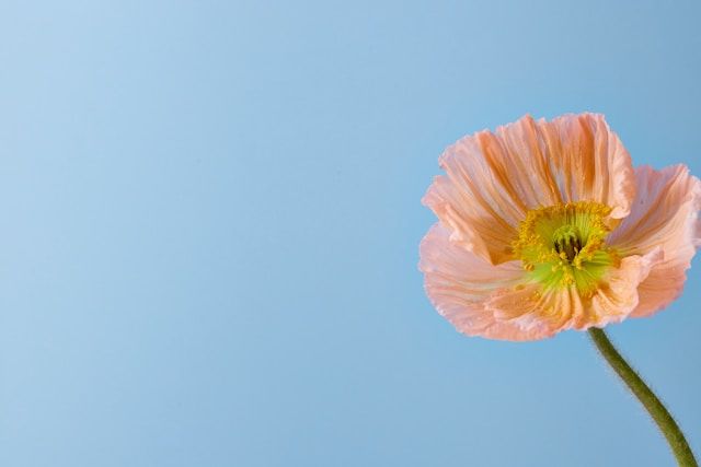 Pink poppy against a clear blue sky near funeral homes in Morrison, IL.