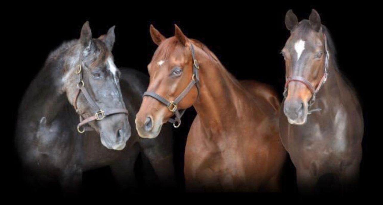 Three horses are standing next to each other on a black background