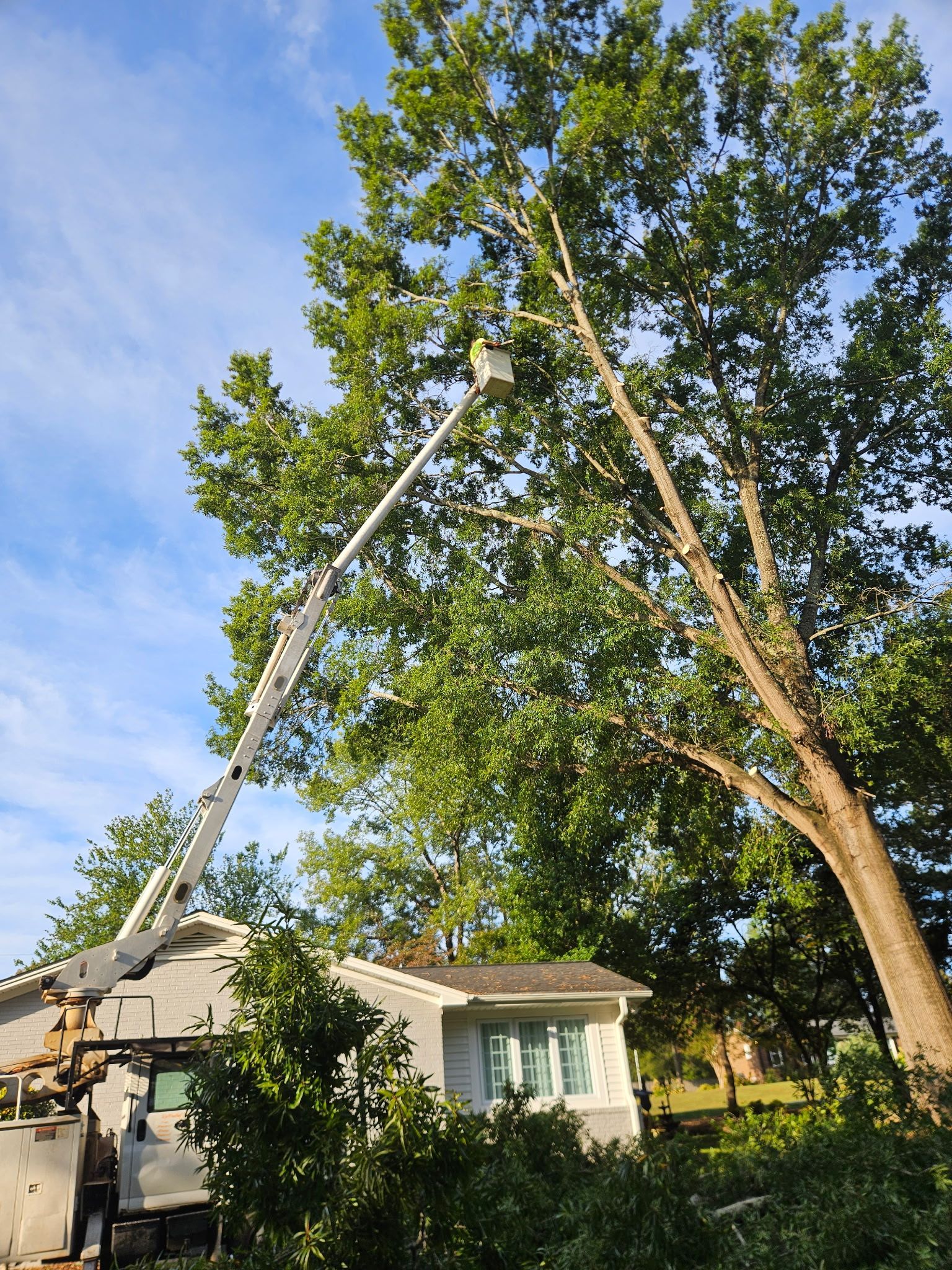 Tree trimming: A lift truck with an extended arm trims a large tree near a small white house.