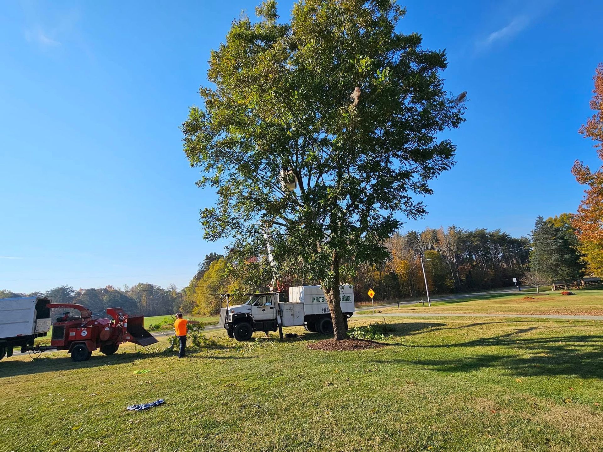 Tree being trimmed by a utility truck in a grassy area under a blue sky, with workers present.