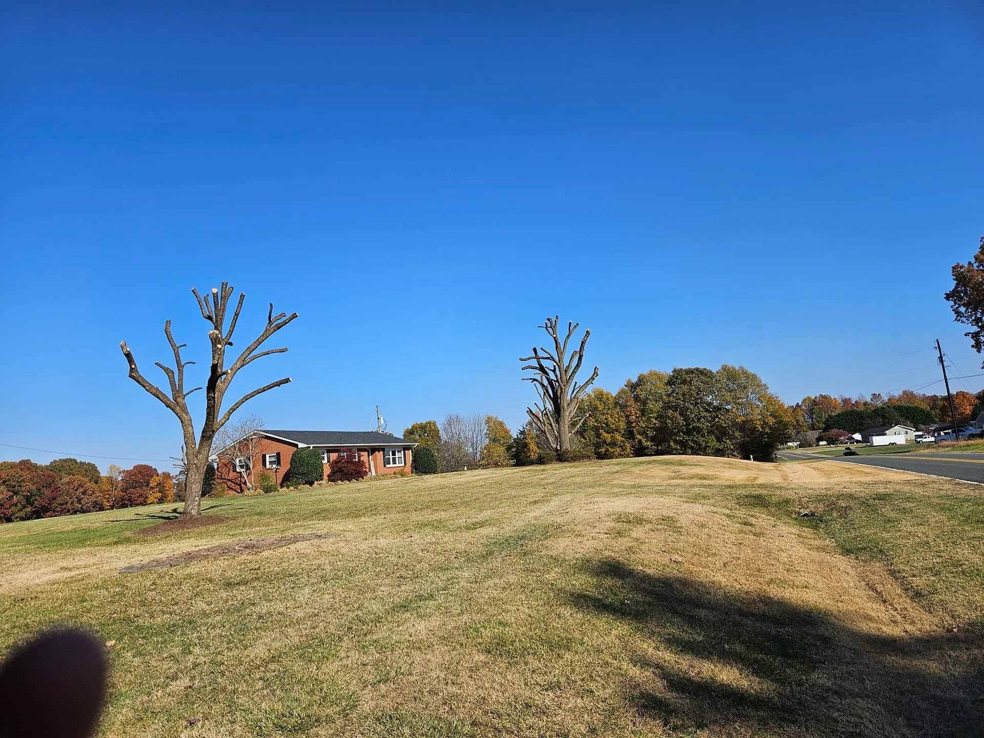 A sunny hillside with a house and two pruned trees under a clear blue sky.
