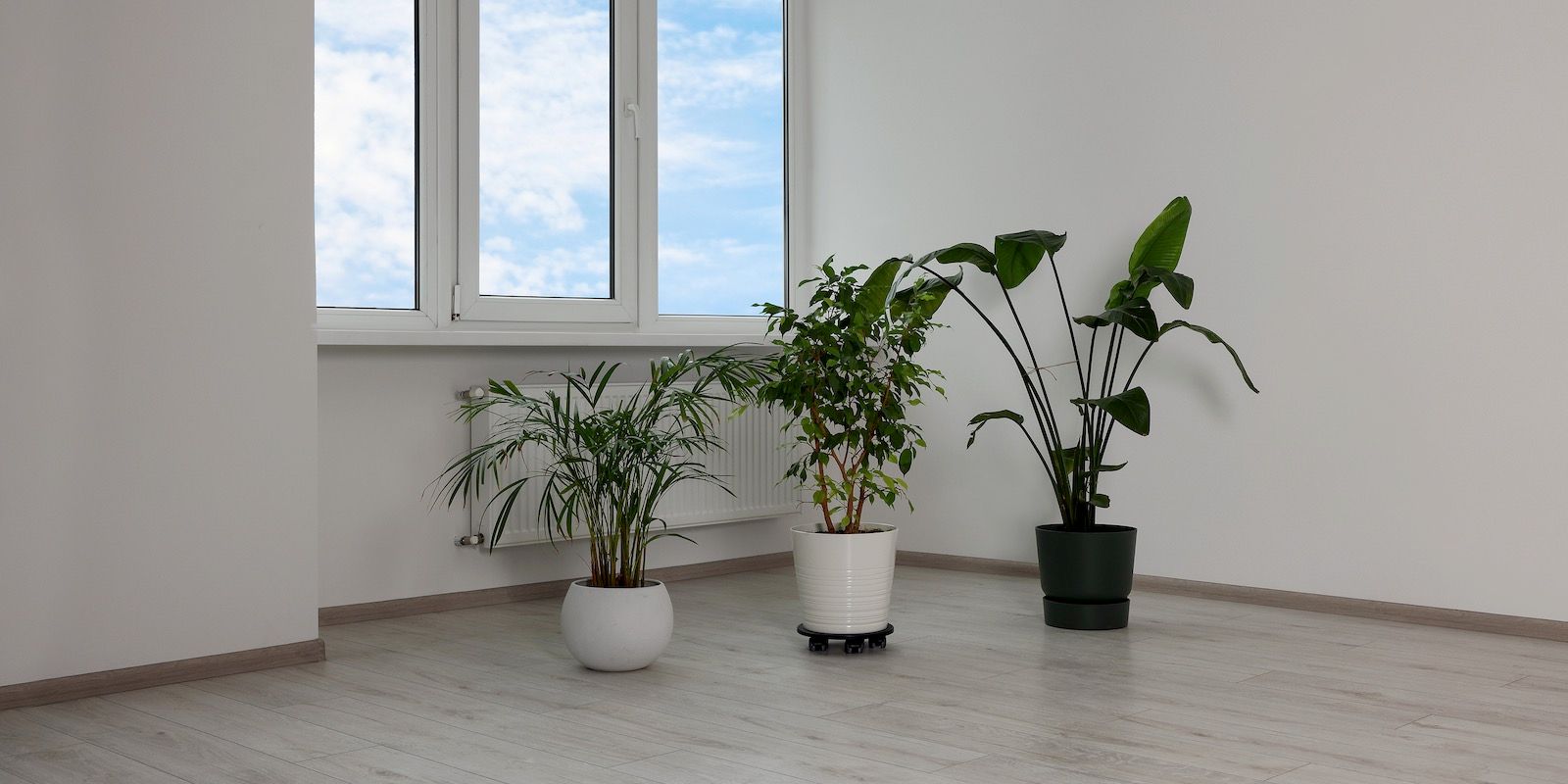 Three potted plants sit on a light-colored wood floor in front of a window, white walls in the background.