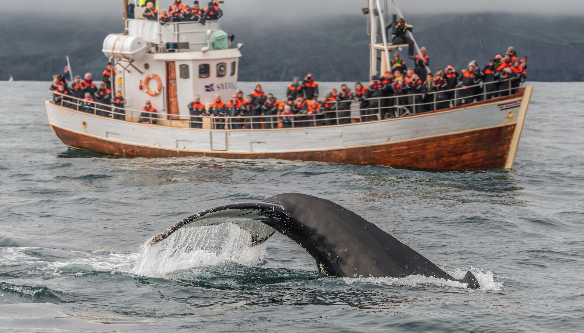 Whale tail emerging from water near a boat filled with tourists in orange life vests.