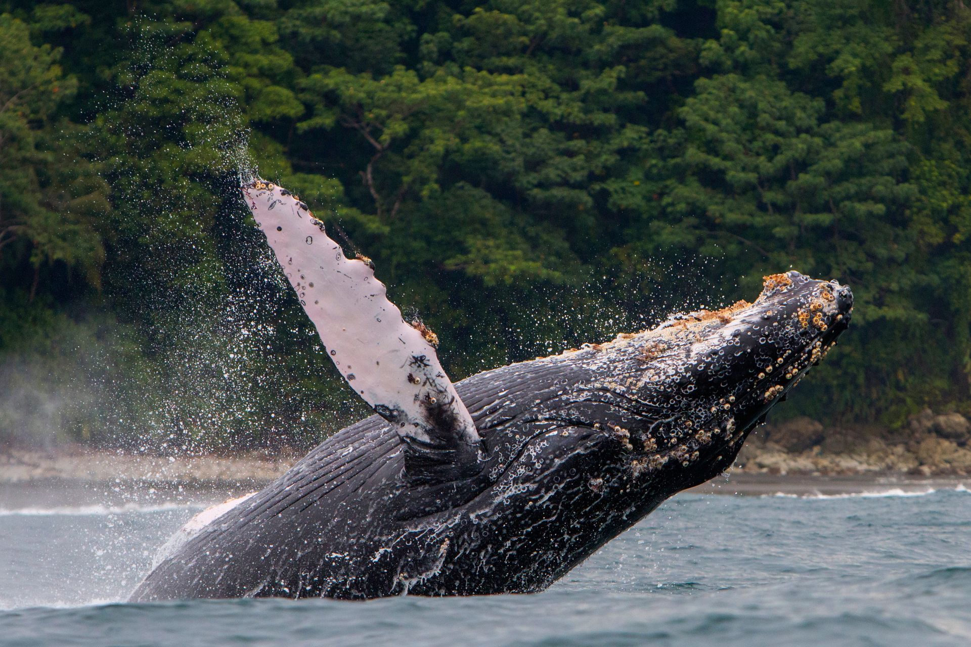 Humpback whale breaching, showing its white underside and barnacle-covered head, with forest in the background.