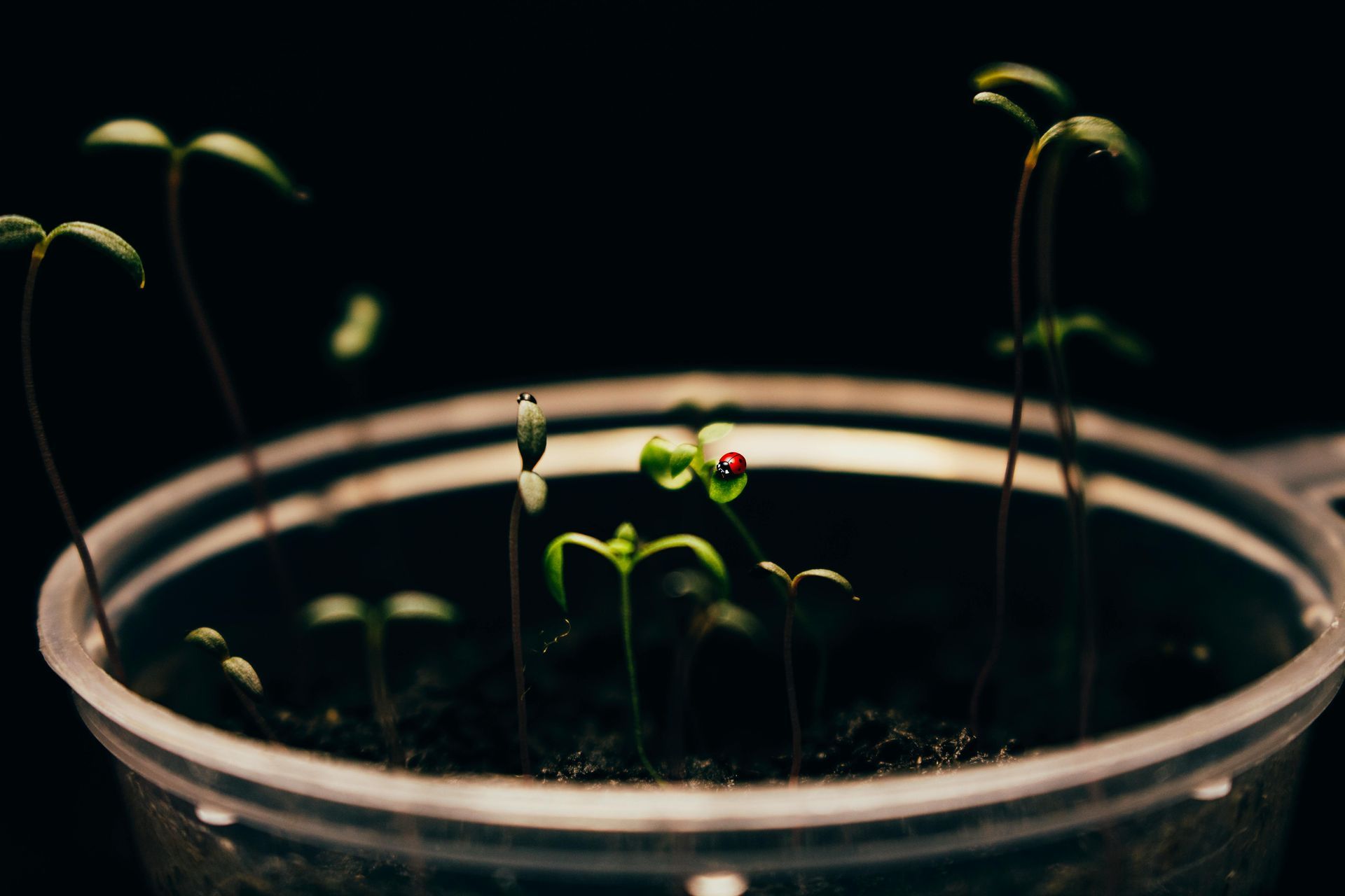 Seedlings sprouting.
