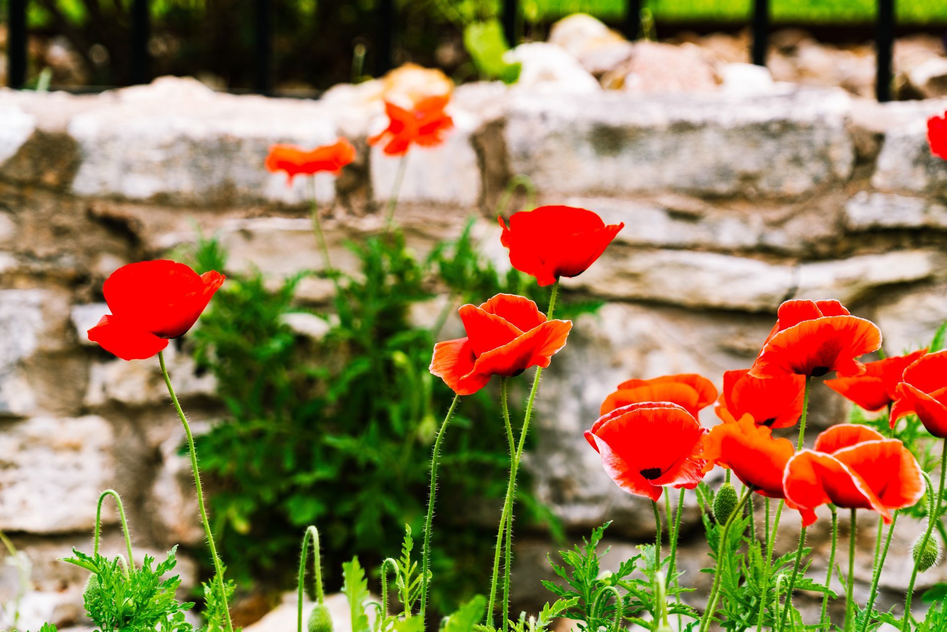 Red poppies bloom in front of a stone wall.