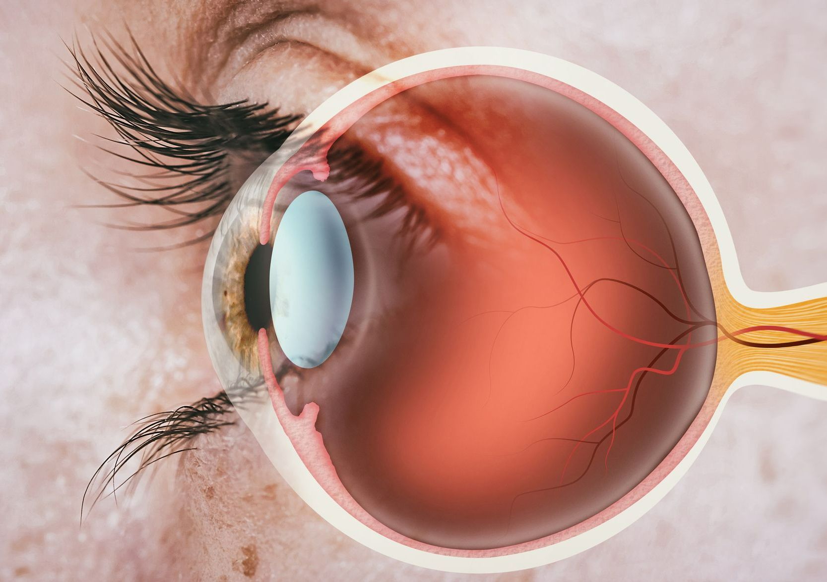 un primer plano del ojo de una mujer que muestra el interior del ojo