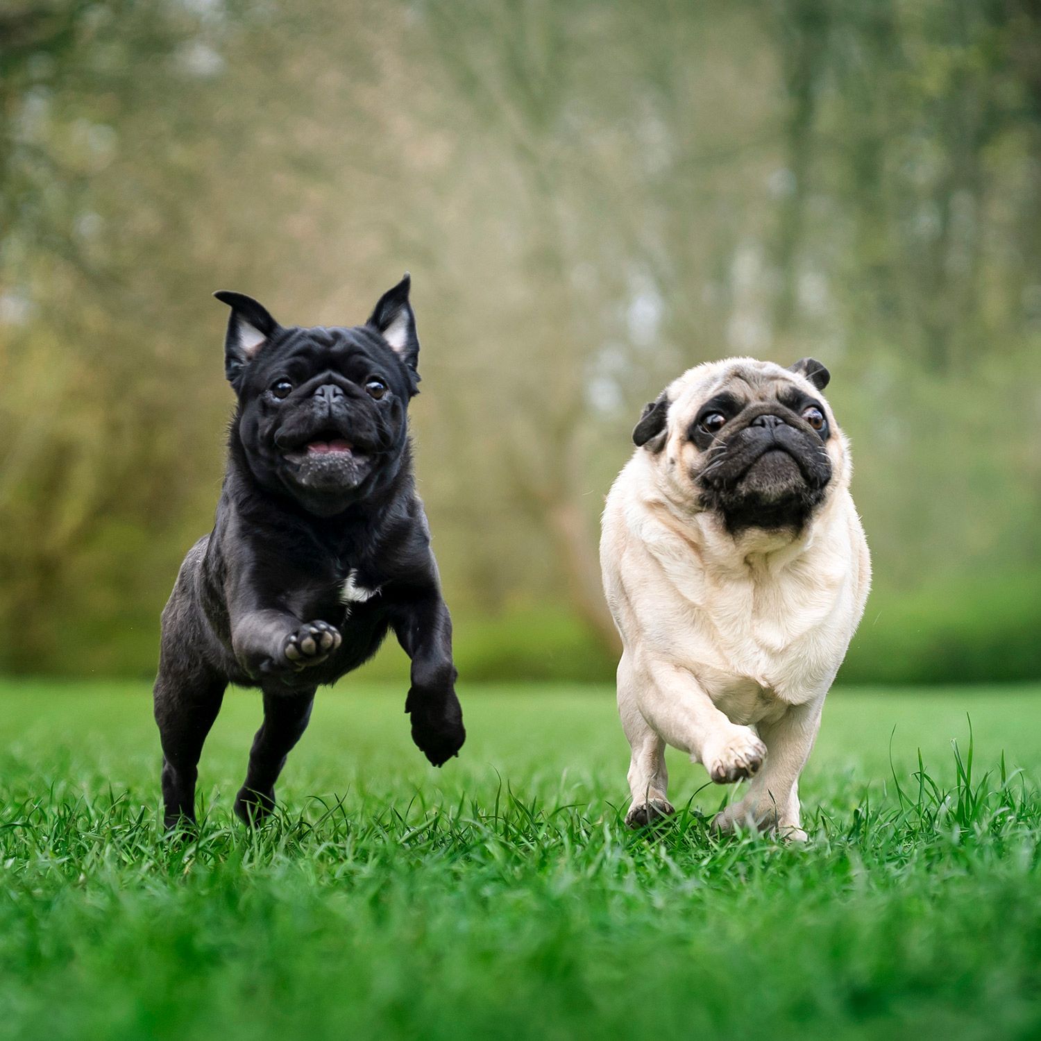 Local Vets Office Clovis, CA Alta Animal Hospital