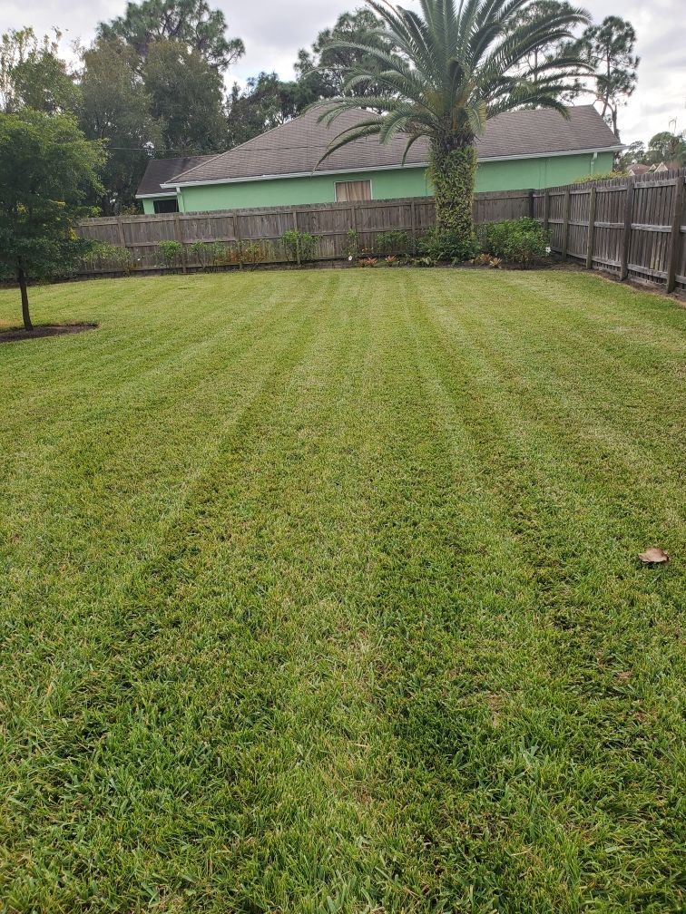 A lush green lawn with a palm tree in the background and a house in the background.