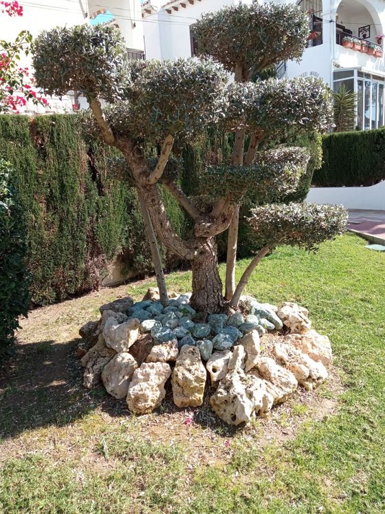 torrevieja playa de la mata casa del ancla camposol aquopolis parque del molino parque aromático zenia boulevar habaneras centro comercial