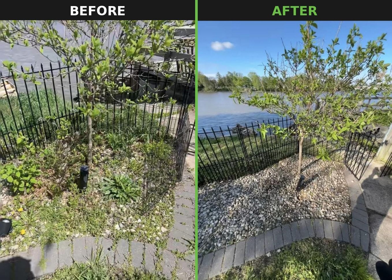 Before-and-after yard cleanup beside a fence, with overgrown brush removed and a lake view revealed.