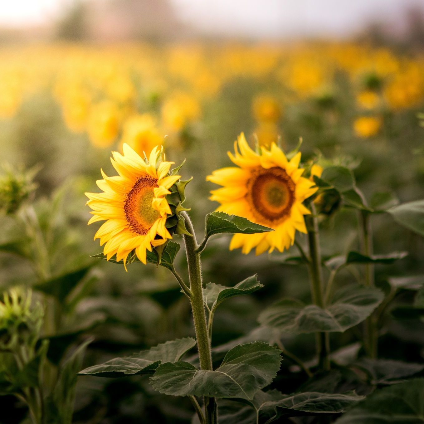 Sunflowers in a field, two in focus, bright yellow petals, green stems and leaves, soft light.