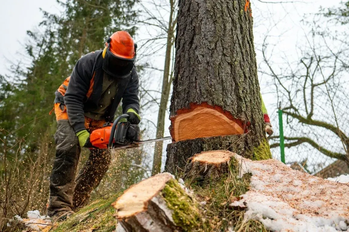 Worker in orange gear chainsawing a tree trunk in a forest, with fresh wood chips and a cut log.