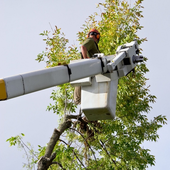 Worker in orange helmet trims tree from a bucket lift against a blue sky.