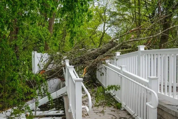 A fallen tree branch blocks a white fence and walkway in a green yard.