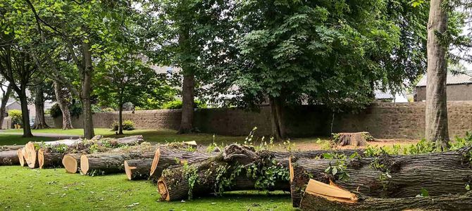 Cut logs and branches piled on grass in a wooded park with trees and a brick wall