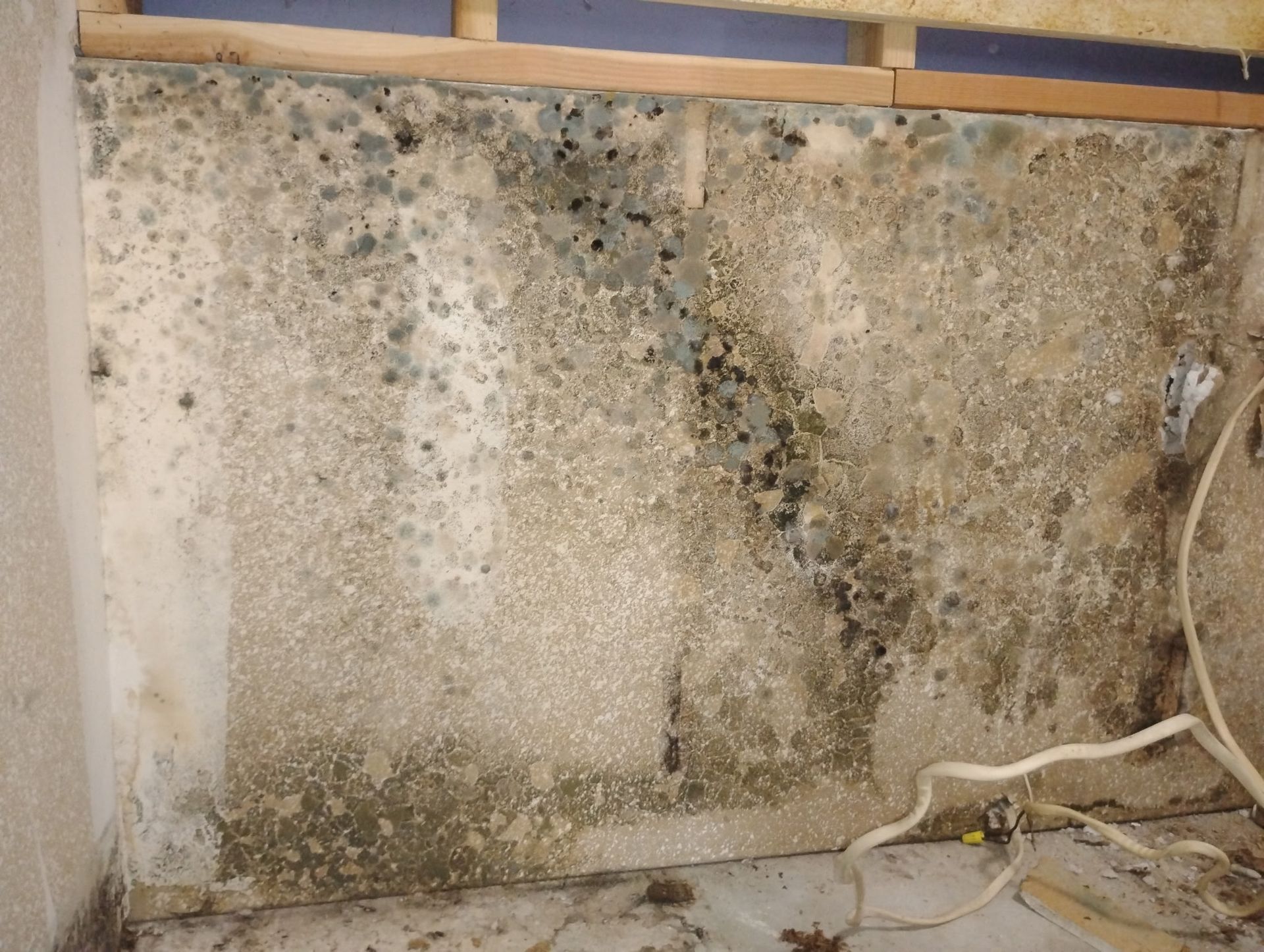 A wall with a lot of mold growing on it
