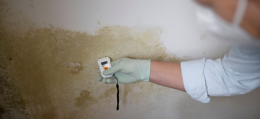 A person wearing gloves is holding a thermometer in front of a mouldy wall.