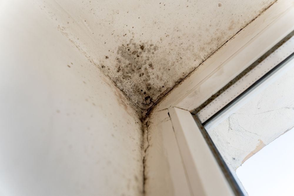 A corner of a wall with mold growing on it next to a window.