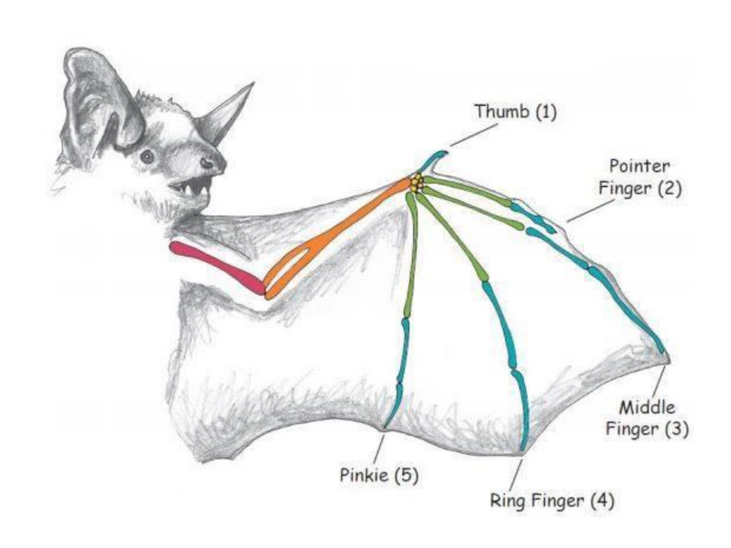 What Bat Pacific Northwest Spiders in Washington