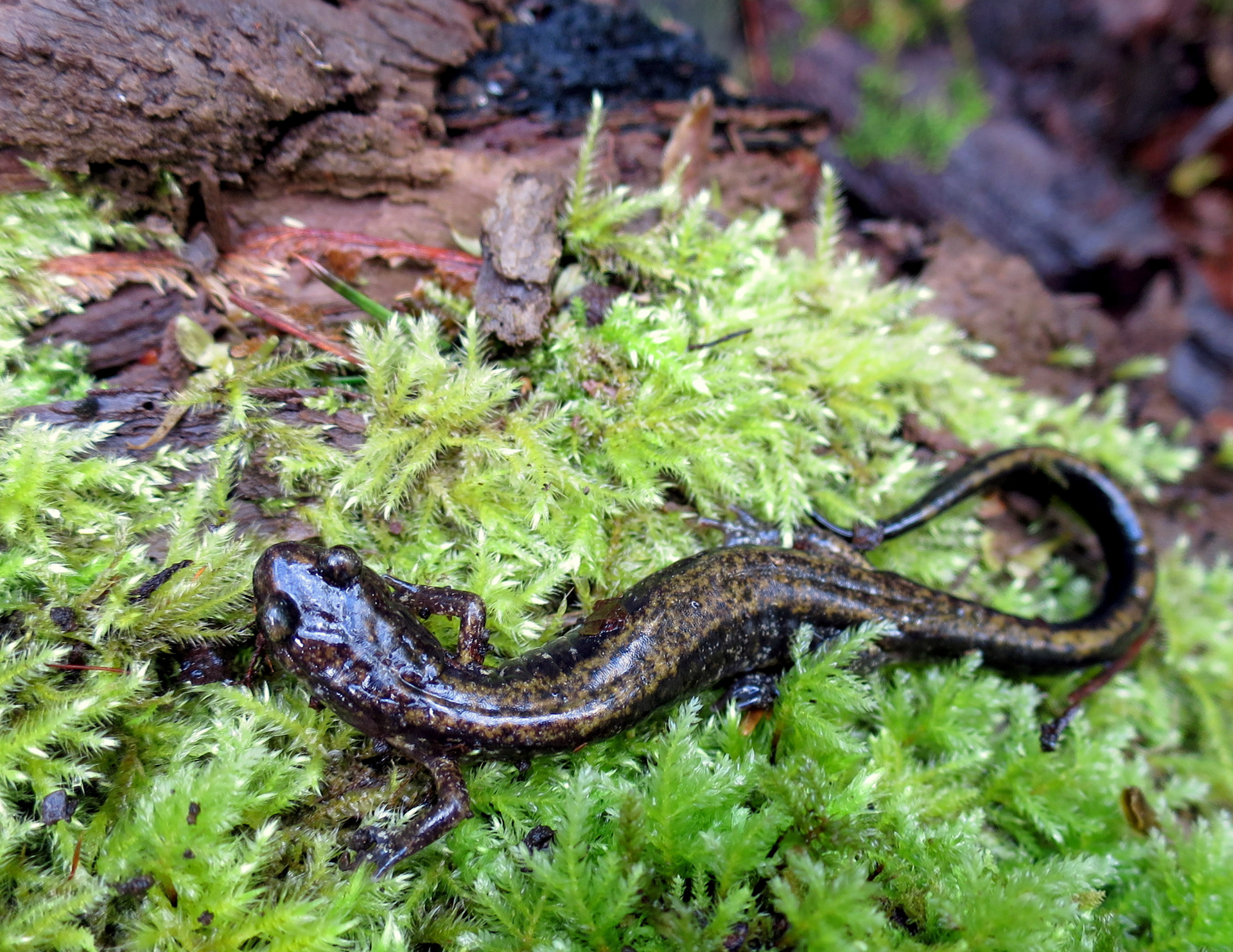 Dunn's Salamander in Washington