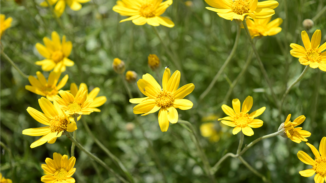 Common Woolly Sunflower