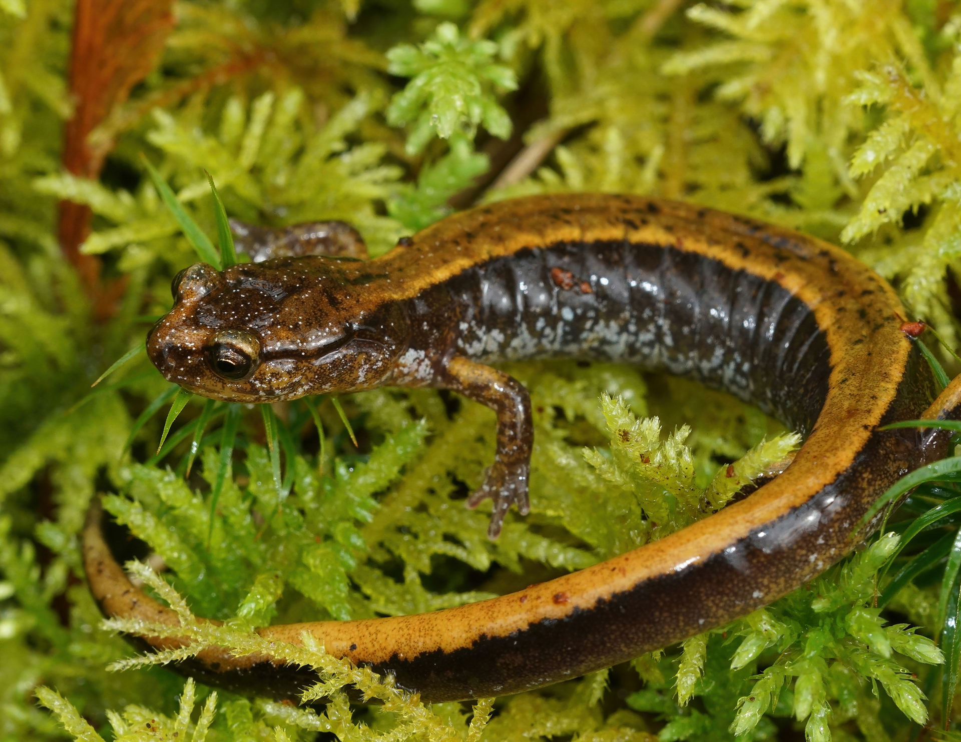 Western Redback Salamander