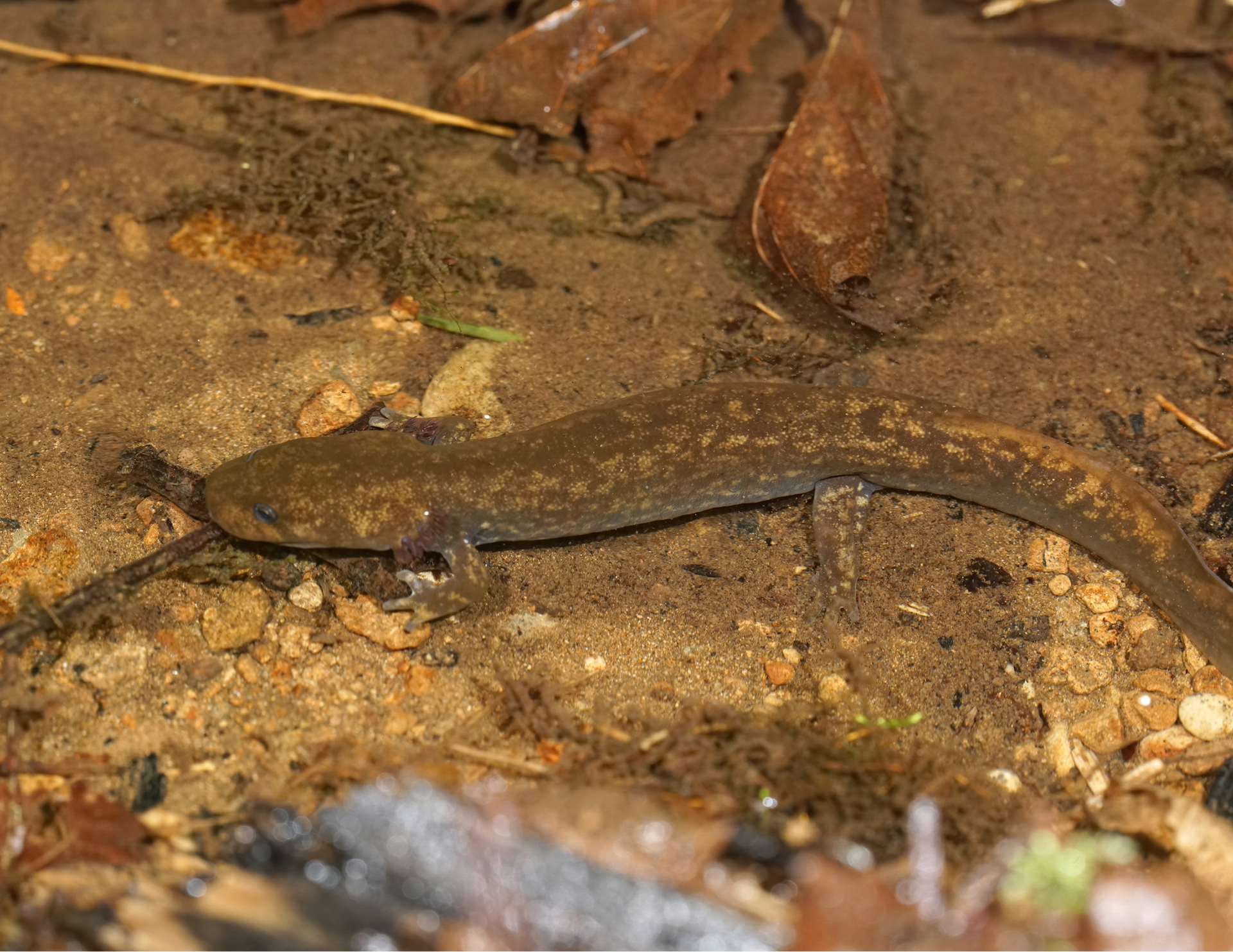Cope's Giant Salamander