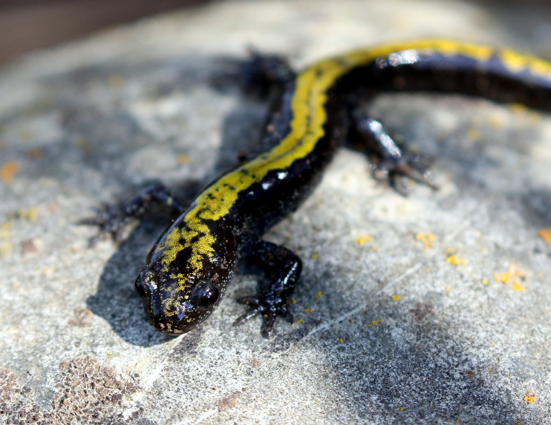Long Toed Salamander in Washington