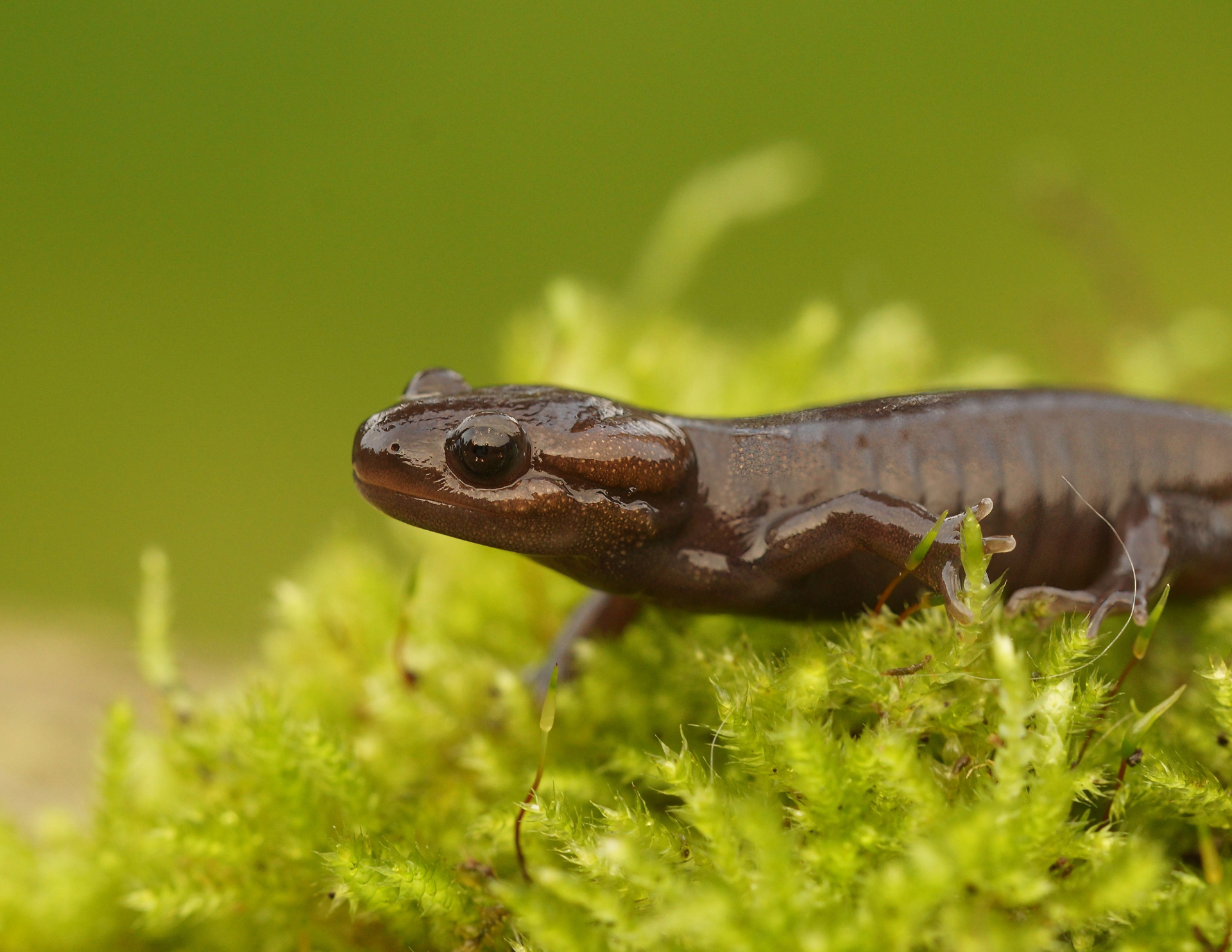 Northwestern Salamander in Washington