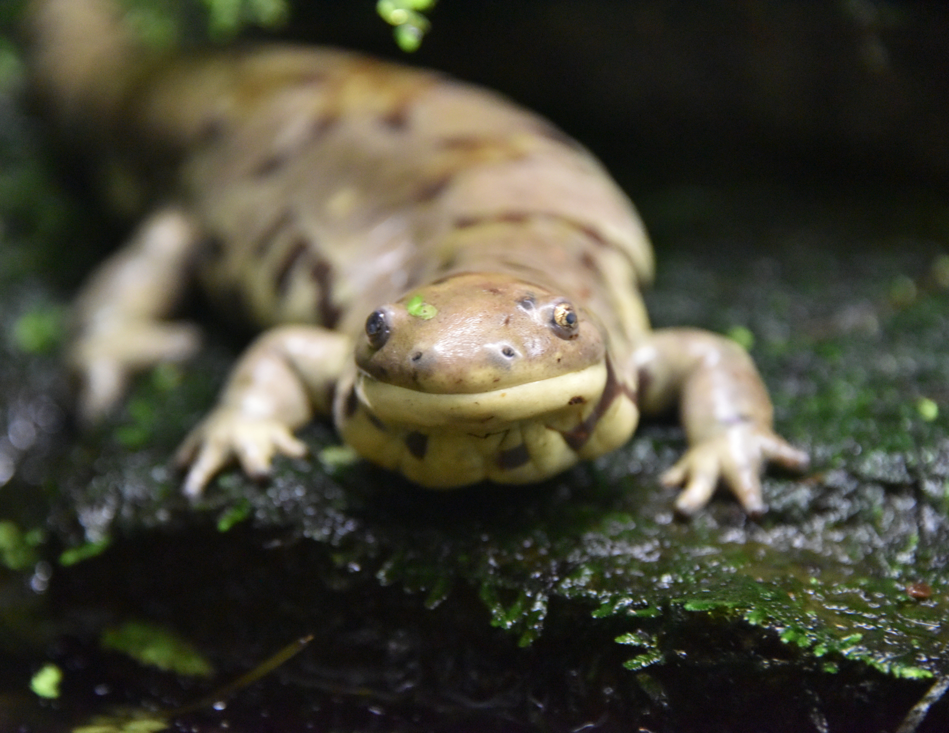 Tiger Salamander in Tacoma Washington