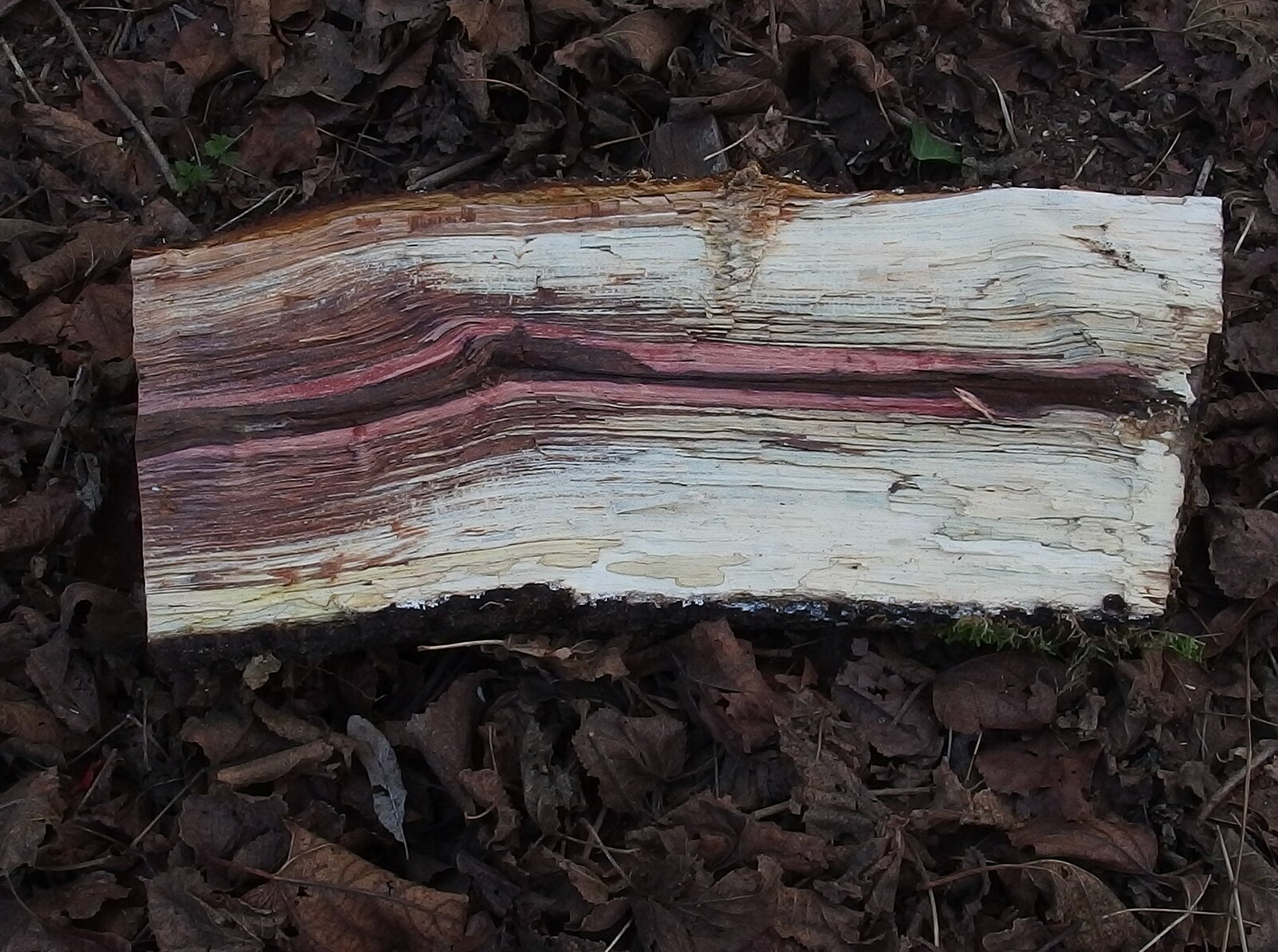 White Rot Fungus on oak wood. A piece of wood is laying on a pile of leaves