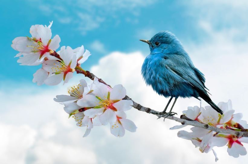 Blue bird on flowering branch with open sky, funeral homes Warner Robins, GA funeral FAQs