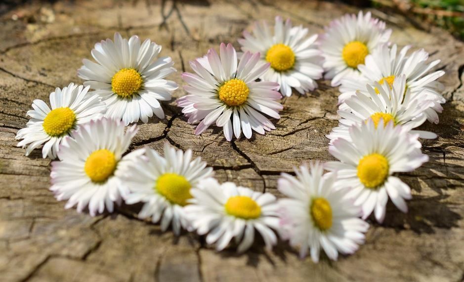 cremation services Warner Robins, GA