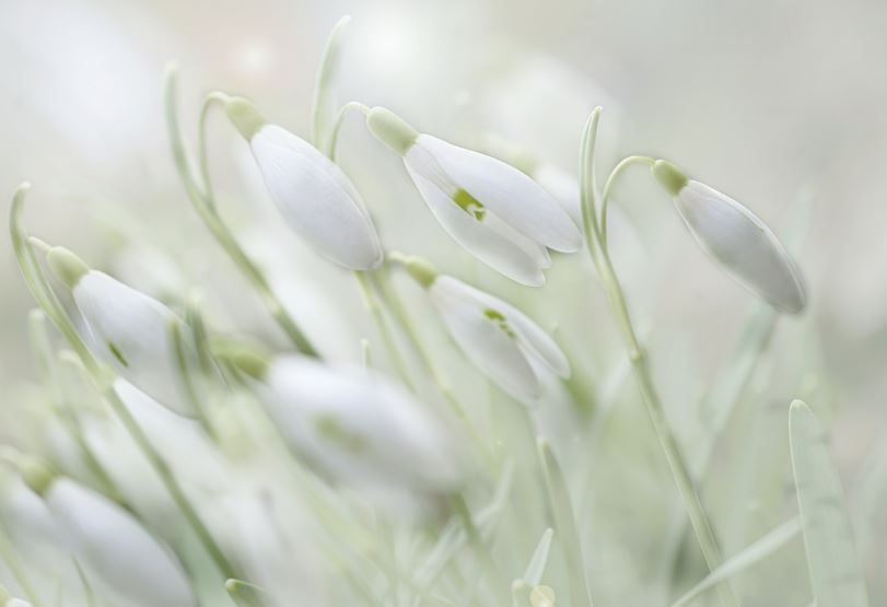 White snowdrop blossoms in a calm spring scene, burial vs. cremation in Kathleen, GA