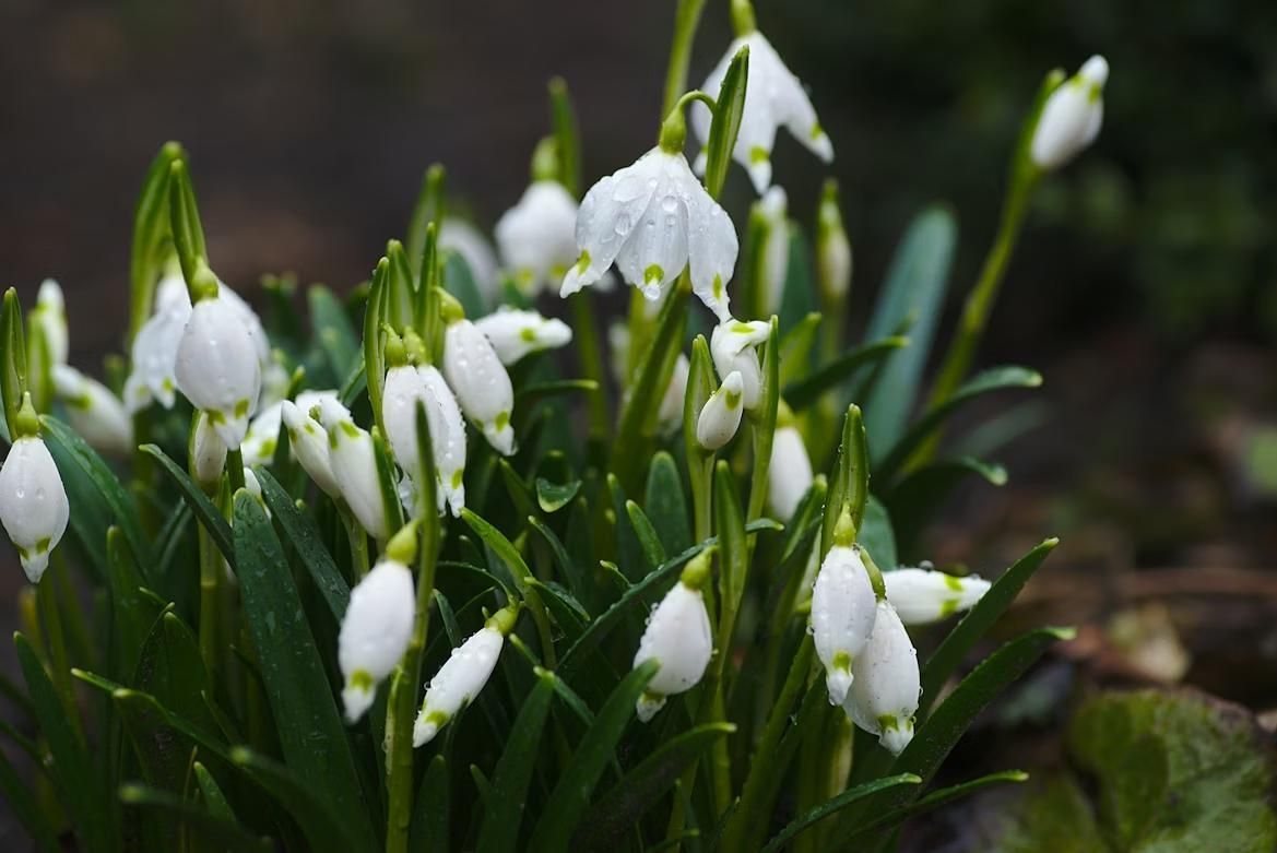 White snowdrop flowers with dewdrops, funeral home and cremations Warner Robins, GA