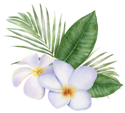 Eine weiße Blume mit grünen Blättern auf weißem Hintergrund
