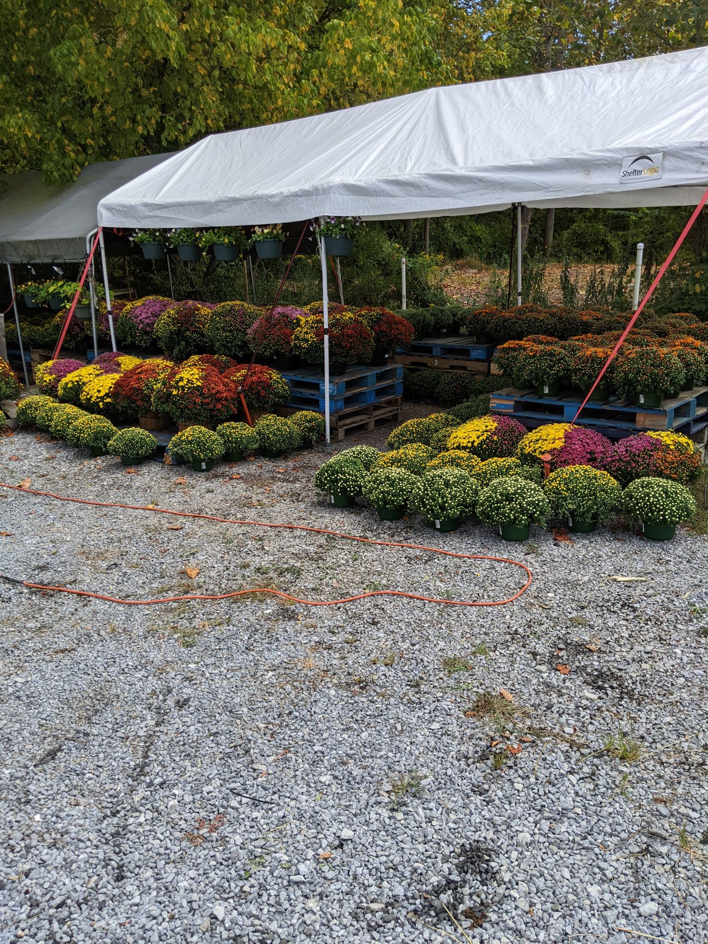 Mums in various colors displayed on pallets under a white tent at an outdoor market.