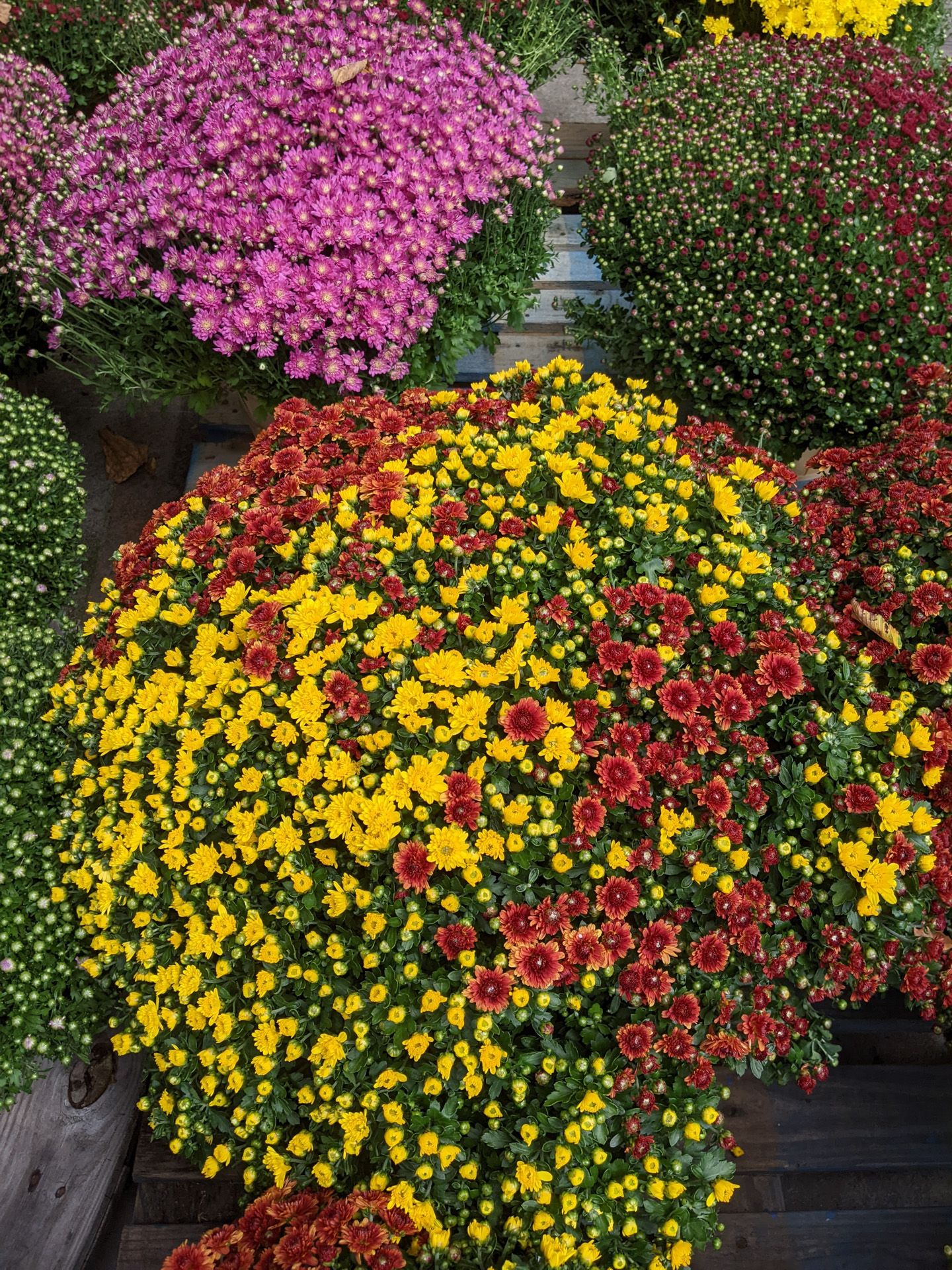 Clusters of colorful mums in shades of pink, yellow, red, and green, likely for sale.