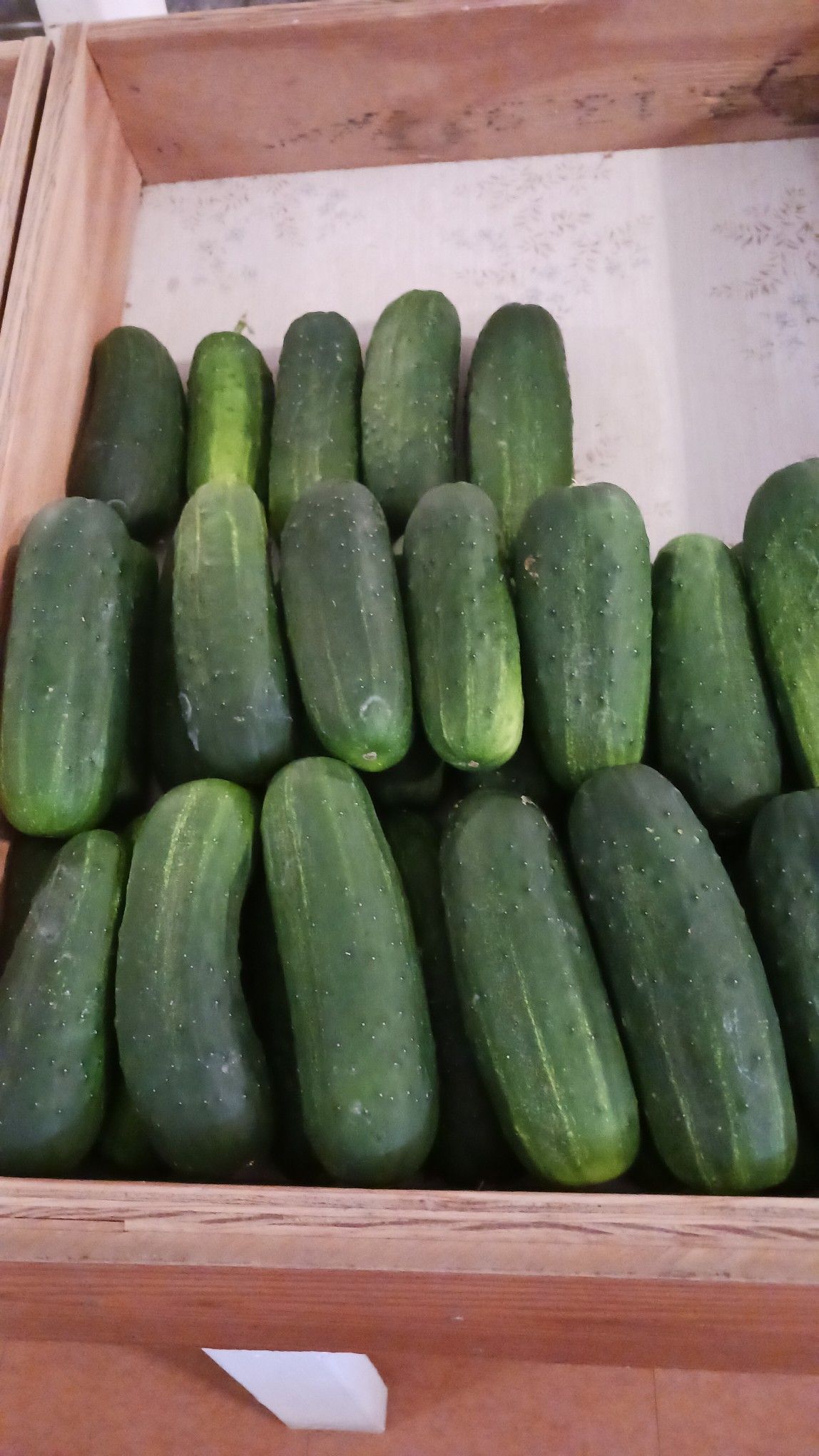 Cucumbers piled in a wooden crate, various shades of green.