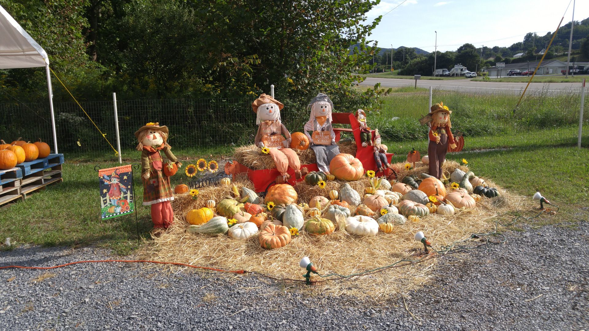Fall display with pumpkins, gourds, scarecrows, and sunflowers on hay, near a white tent and gravel.