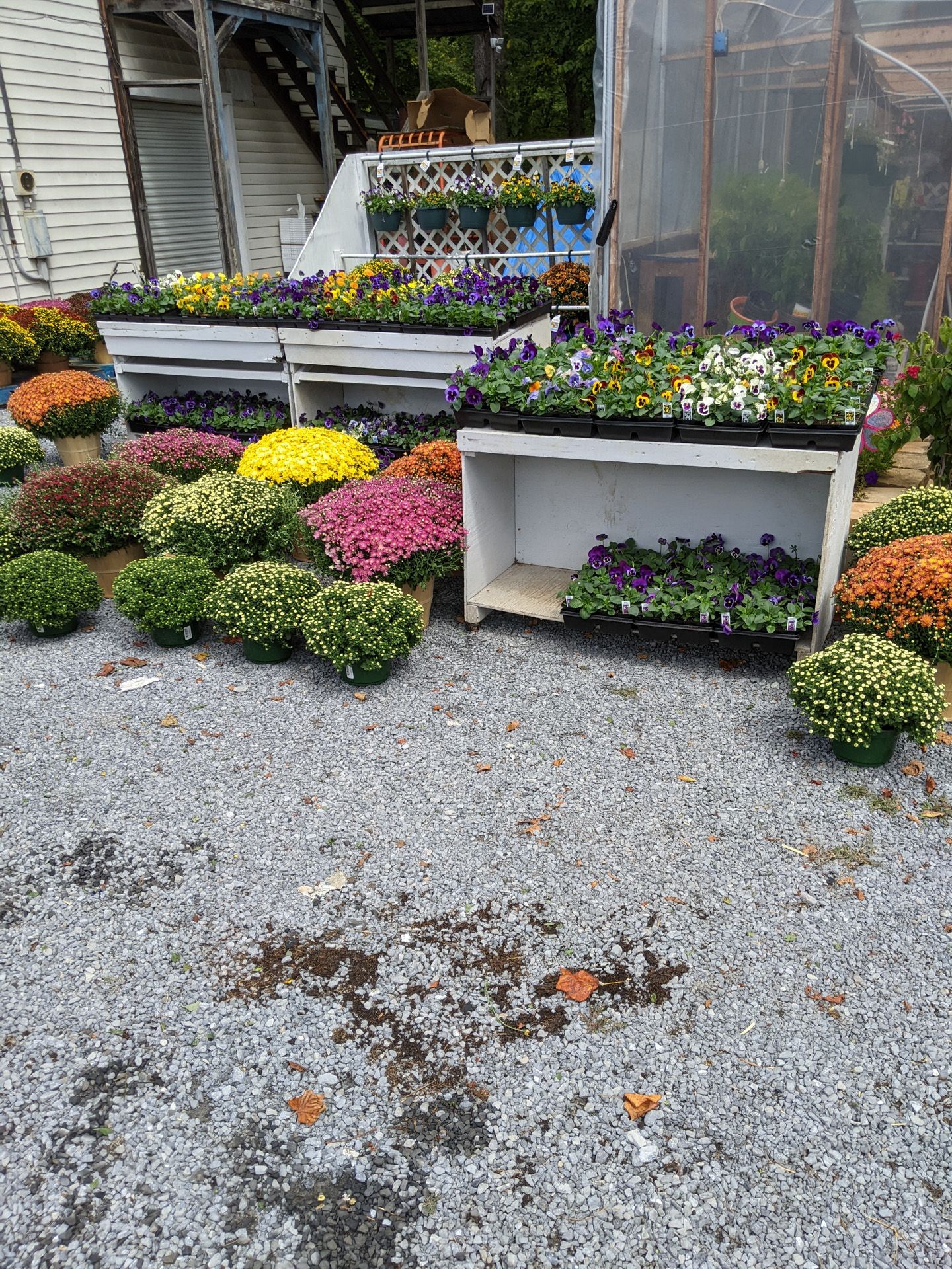 Colorful flowers and plants at a greenhouse entrance.