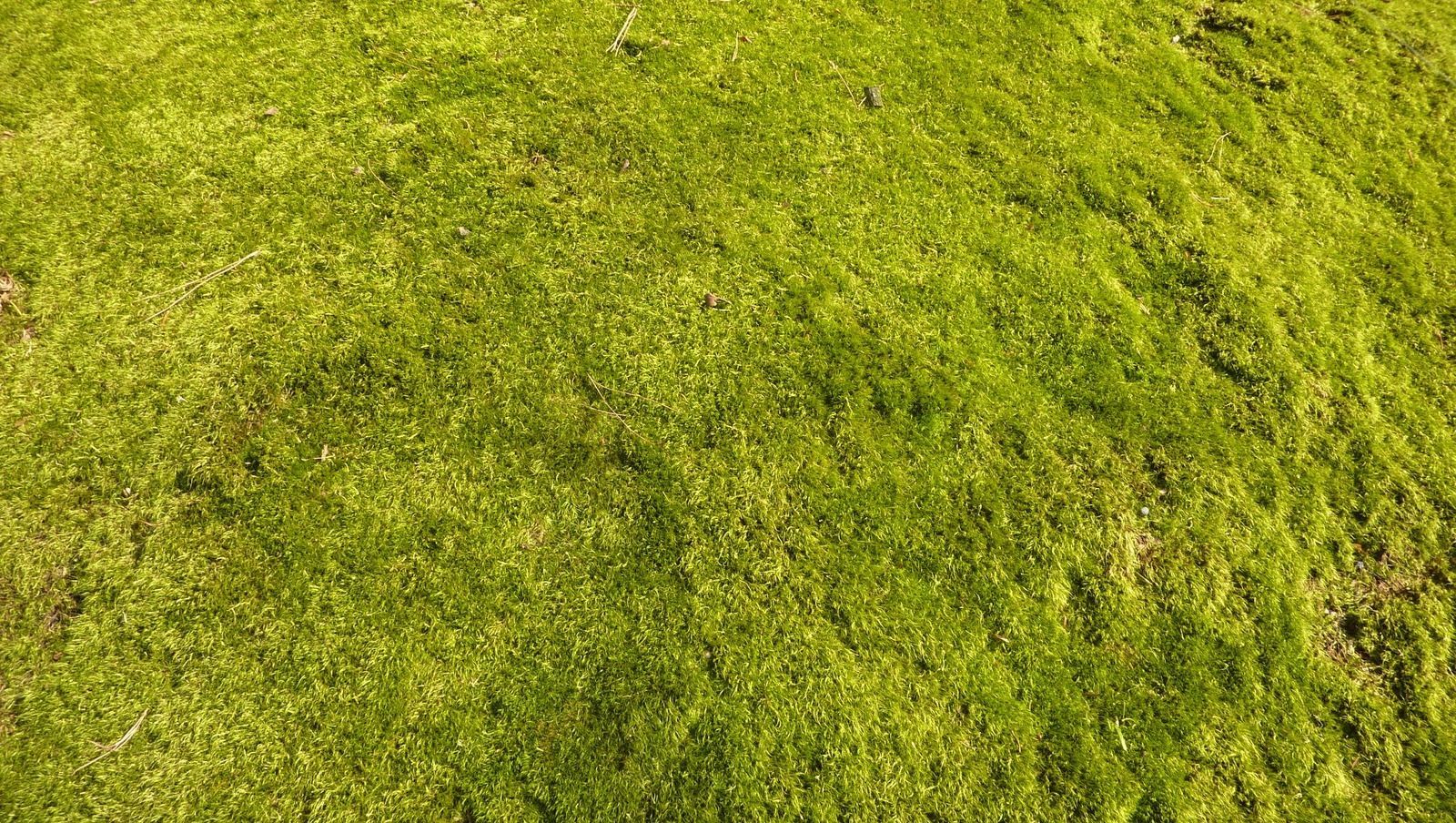 Close-up of bright green grass with uneven texture and small patches of darker moss