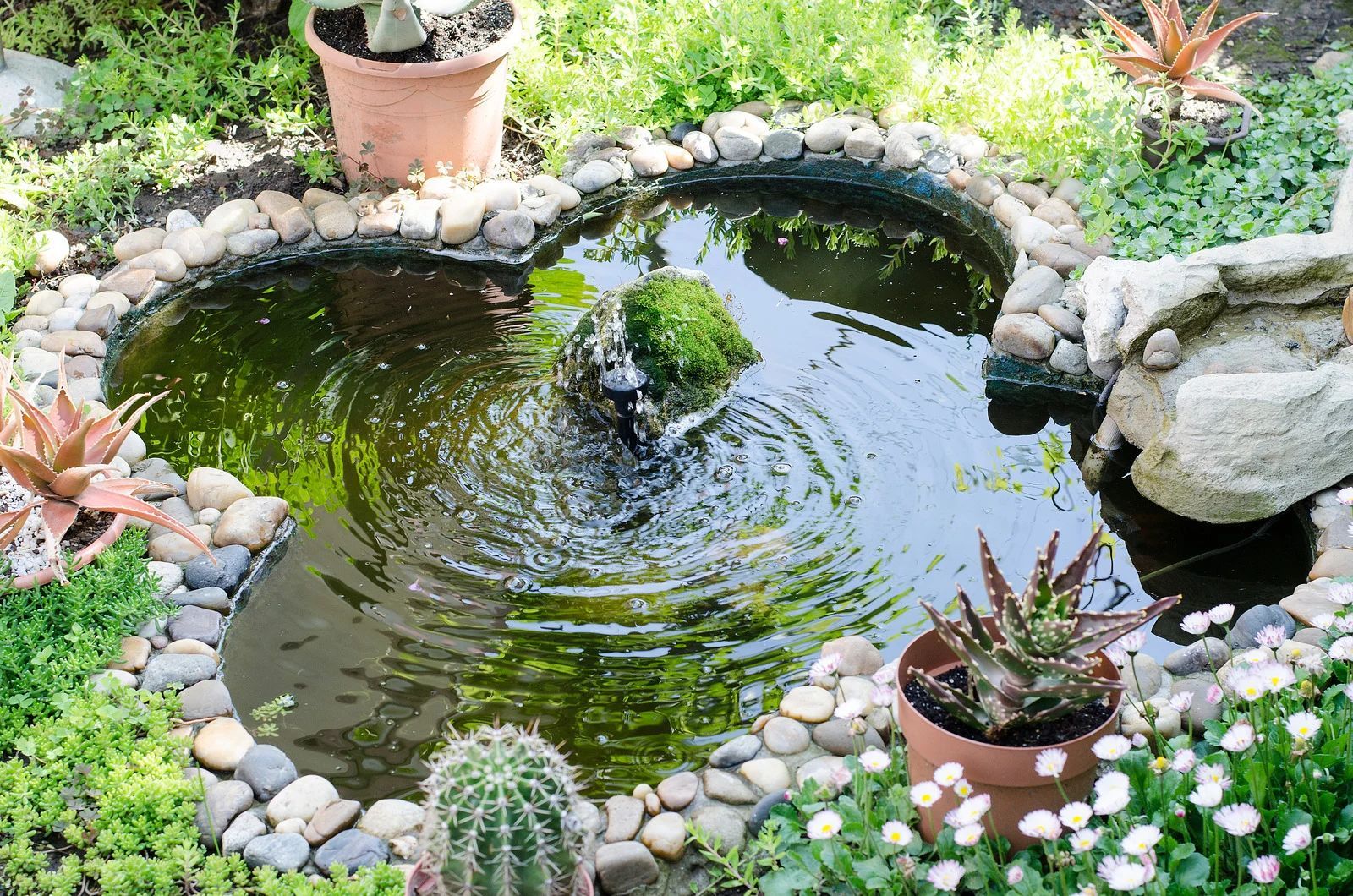 Small garden pond with rippling water, surrounded by rocks, potted plants, and flowers