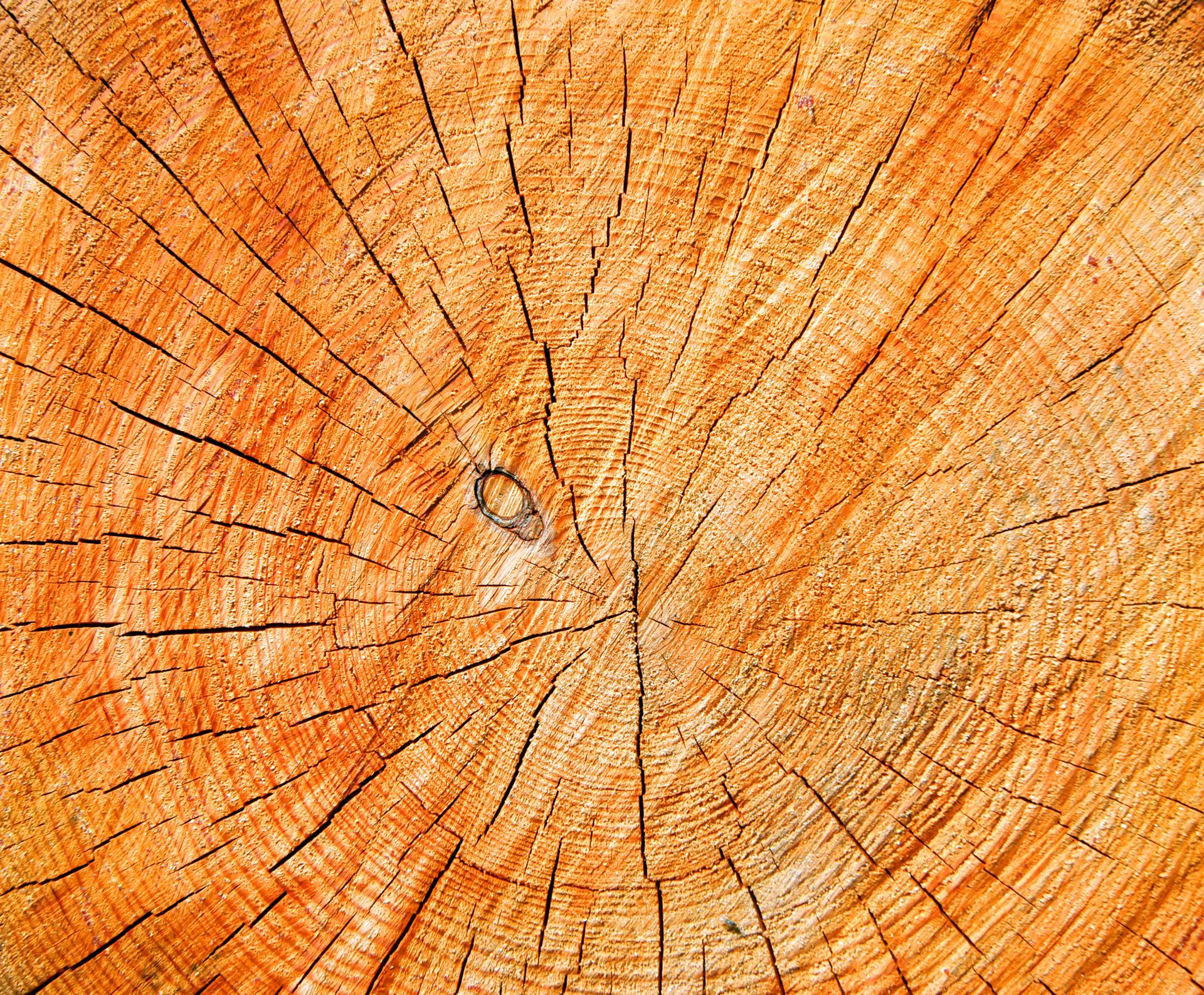 Sezione trasversale del tronco di un albero, che mostra anelli concentrici e crepe, nelle tonalità dell'arancione e del marrone.