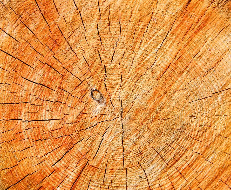 Sezione trasversale del tronco di un albero, che mostra anelli concentrici e crepe, nelle tonalità dell'arancione e del marrone.