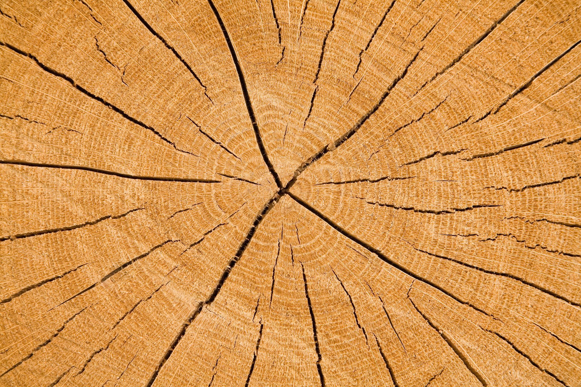 Sezione trasversale del tronco di un albero, che mostra anelli di crescita concentrici e crepe radiali, nelle tonalità del marrone.
