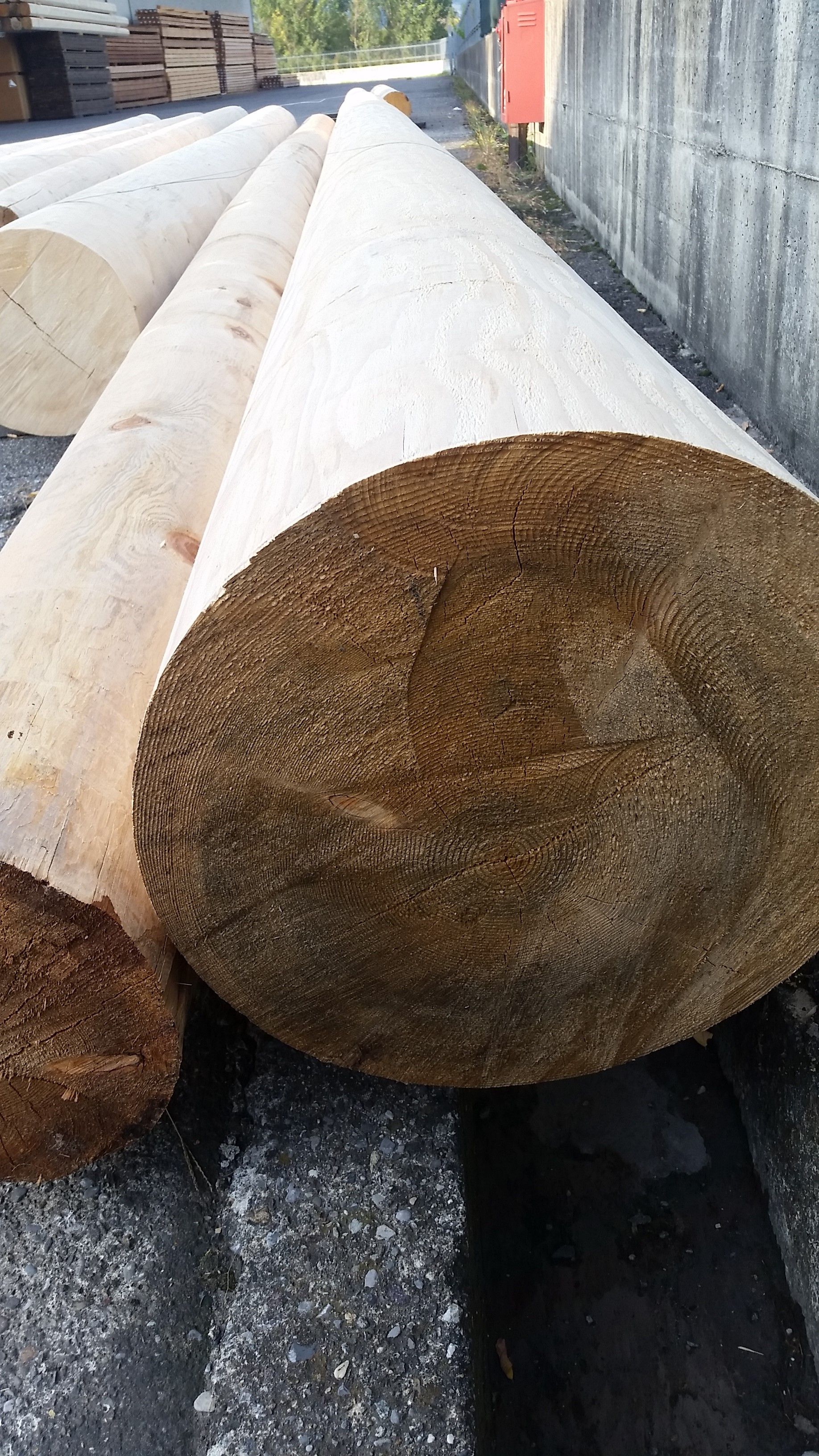 Tronchi accatastati orizzontalmente, appena tagliati, con venature del legno e dettagli finali visibili.
