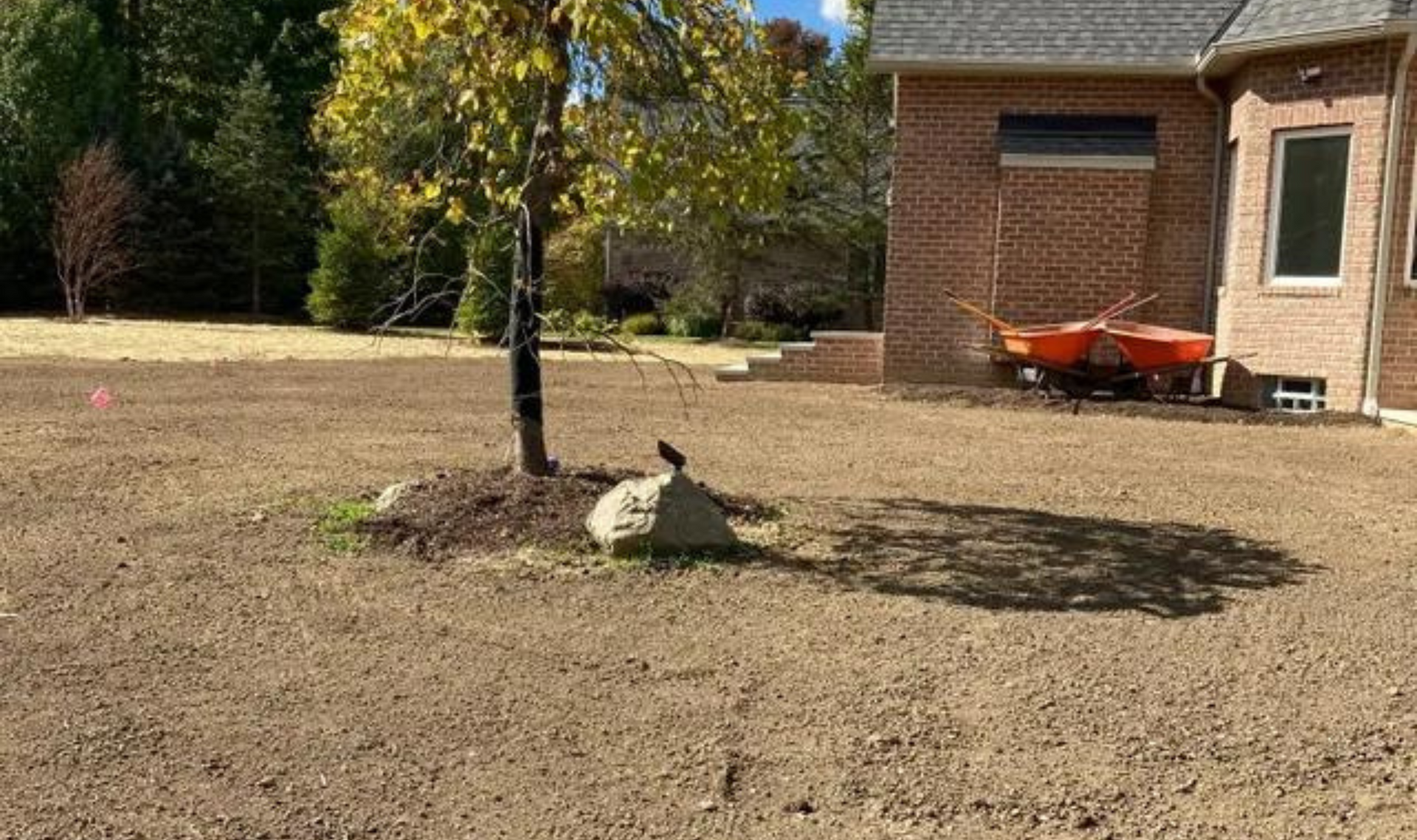 Backyard with a small tree, mulch ring, and a wheelbarrow near a brick house