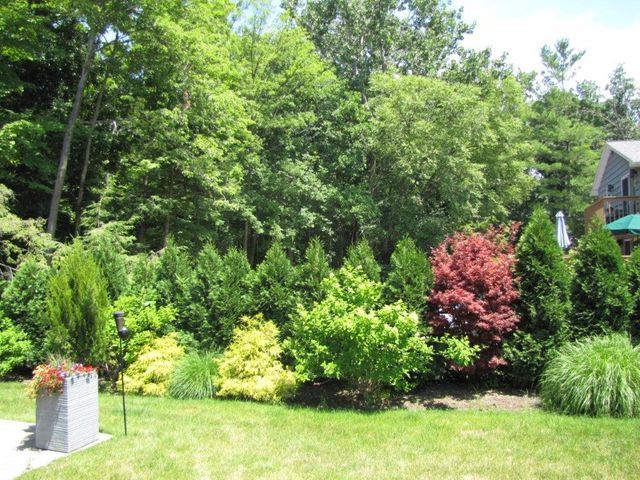 Lush garden with varied green shrubs, a red bush, lawn, and trees in bright daylight